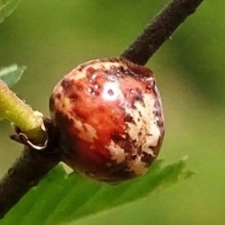 Eulecanium tiliae